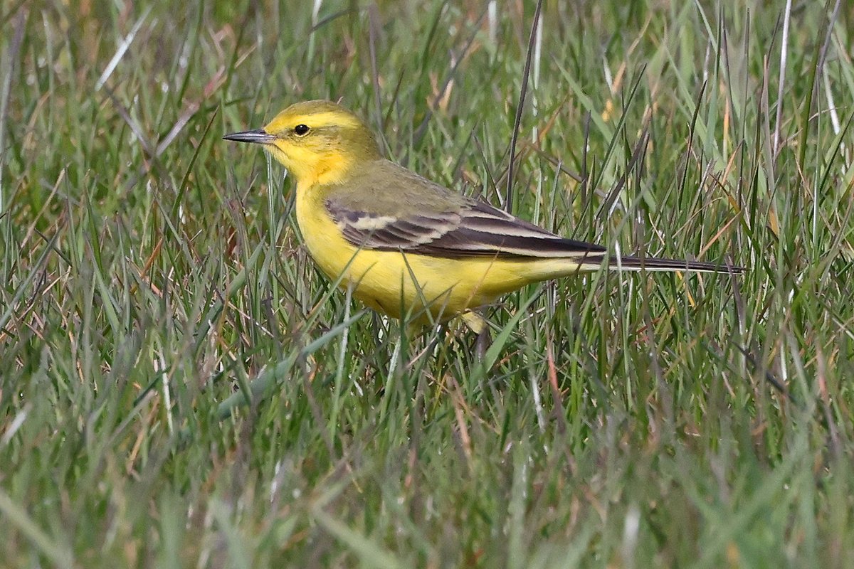 Billets Farm is Yellow Wagtail City.