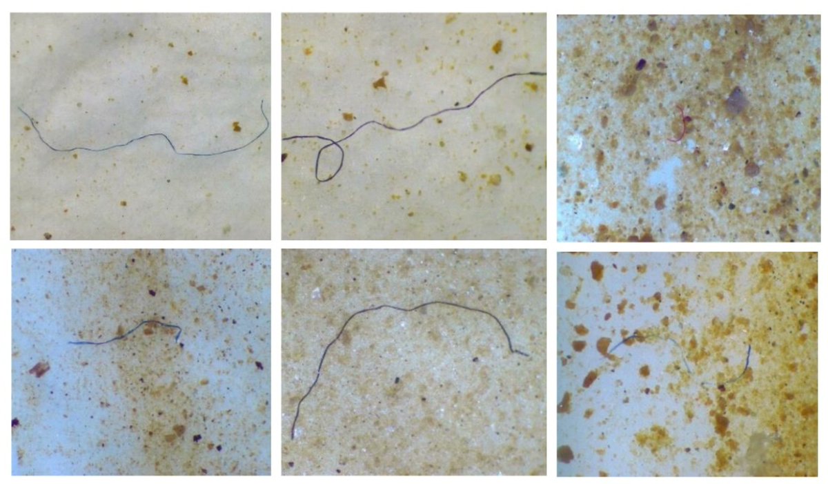 📢Exciting News! 📚 The #HighlyCitedParer titled 'The Occurrence of #Microplastics in Sediment Cores from Two #Mangroves Areas in Southern Thailand' has been cited extensively! @NUSingapore @ZJU_China 🌊Dive into the study: mdpi.com/2077-1312/10/3… 🔬 #Research 🌍