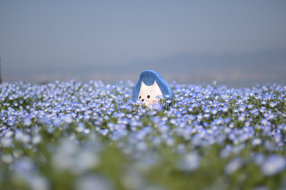 lesser_pandarou's tweet photo. ネモフィラ祭り参戦
#額装のない写真展 #春2024
#ファインダー越しの私の世界 
#TLを花でいっぱいにしよう 
Nikon z6 ＋ AF-S Nikkor 85mm f1.8 g https://t.co/lXblz0zl0y