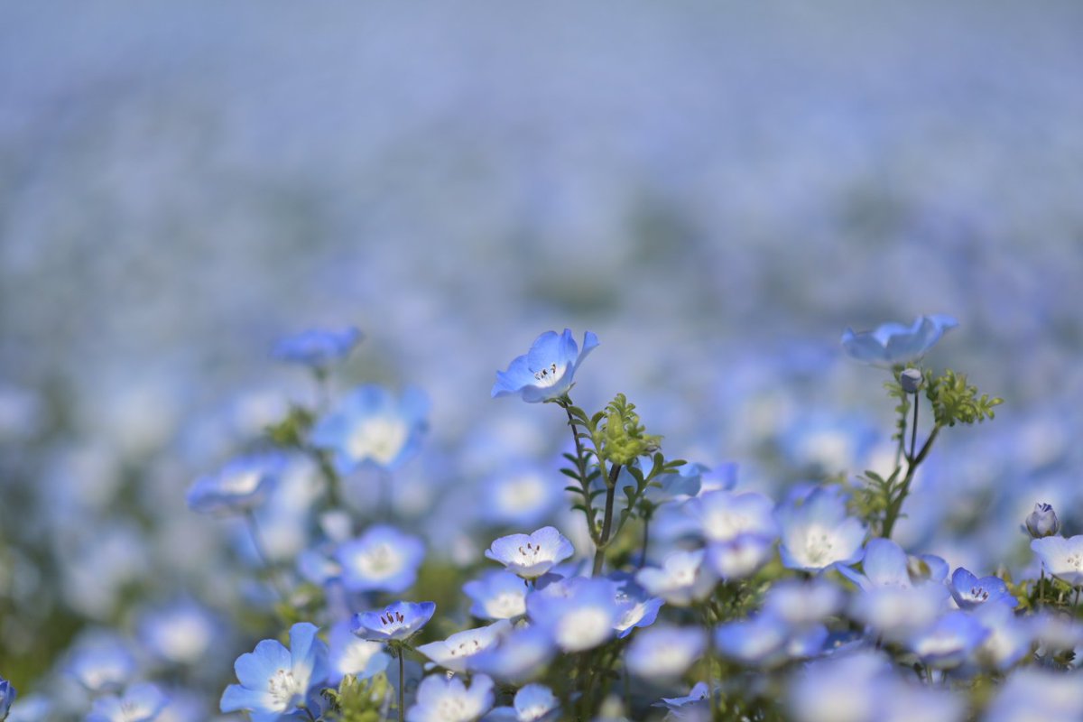 ネモフィラ祭り参戦
#額装のない写真展 #春2024
#ファインダー越しの私の世界 
#TLを花でいっぱいにしよう 
Nikon z6 ＋ AF-S Nikkor 85mm f1.8 g
