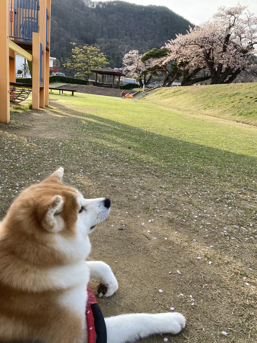 本日はじぃばぁとおでかけももちゃん

#秋田犬
#となりの県までドライブ
#もふもふ