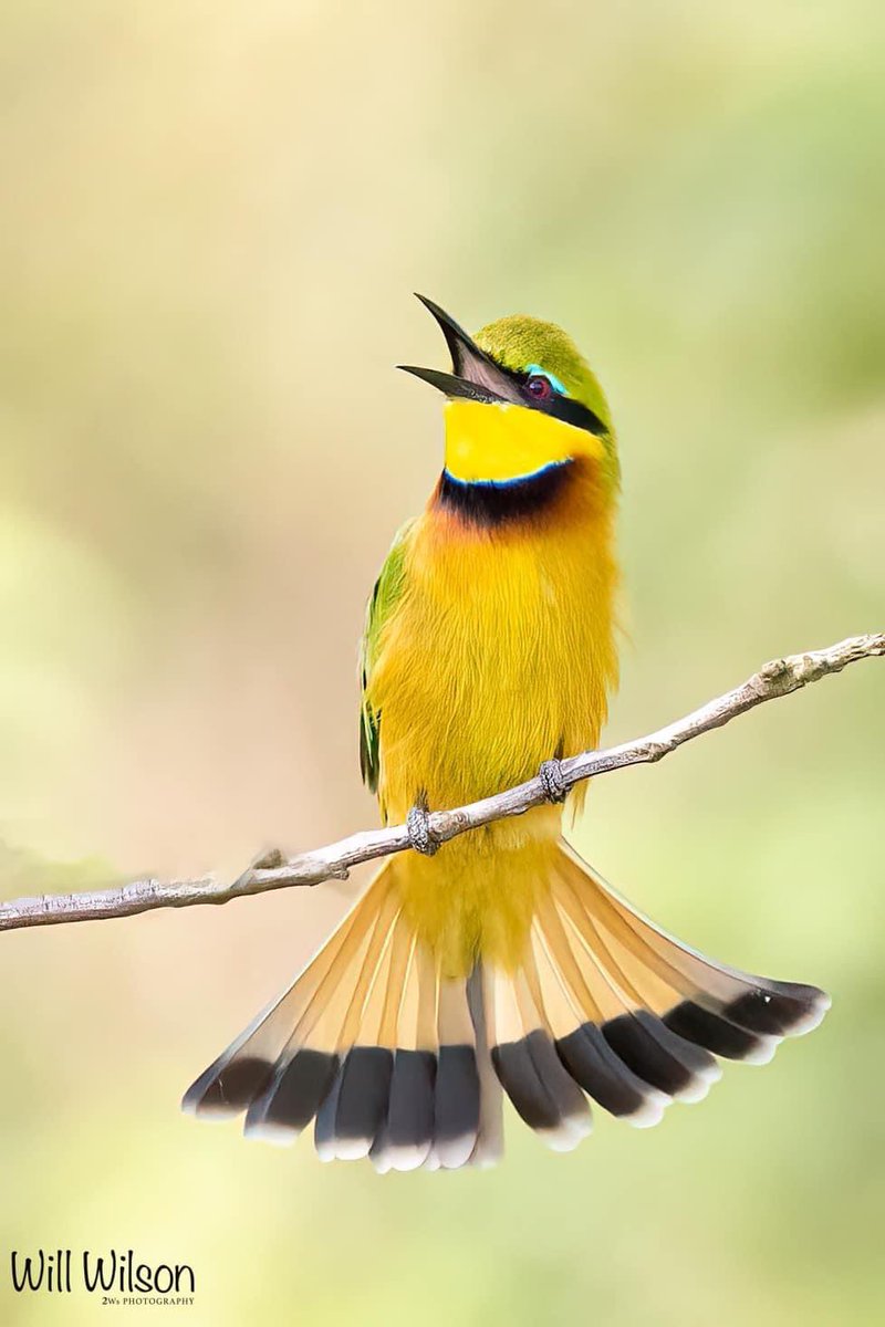 A Little Bee-eater with something to say… 📍@golf_kigali in #Kigali #Rwanda #Birds