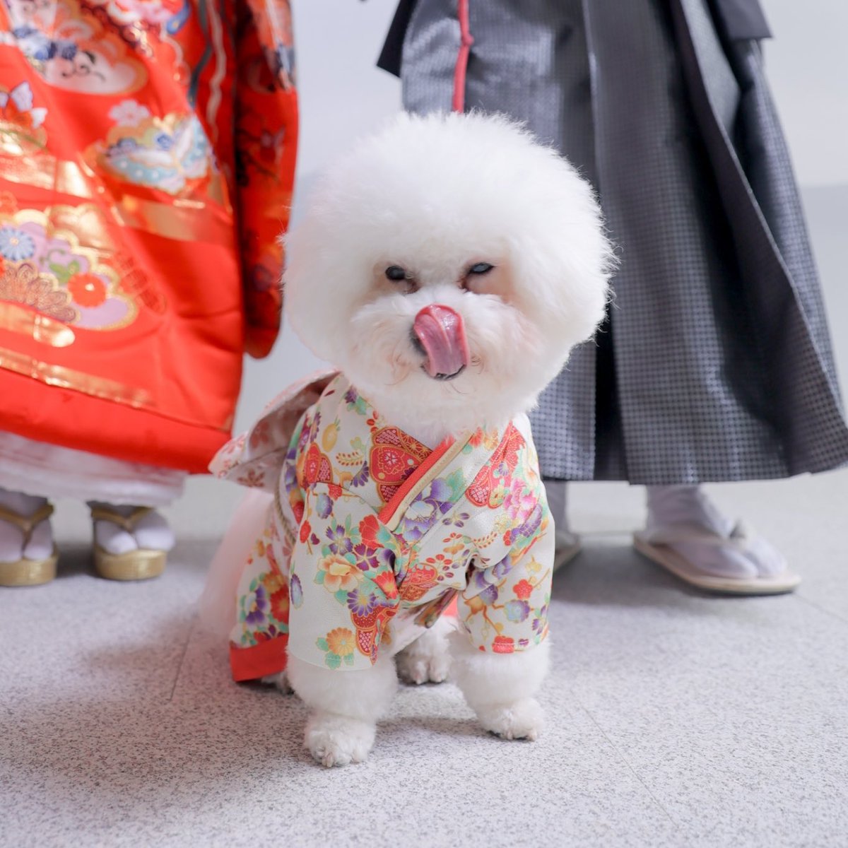 オフショット"ペロン👅"

#ビションフリーゼ 
#前撮り 
#いぬすたぐらむ