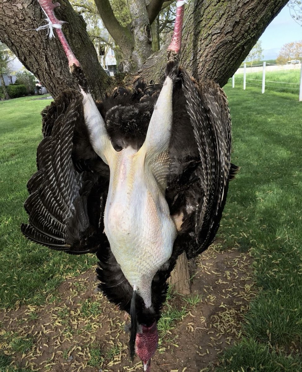 'Did you know that 100g of Turkey Skin contains 24.6g of protein?' - @fromfieldtoplate

#ITSINOURBLOOD #hunting #outdoors #wildturkey #protein #cooking #turkeyhunting #turkeyseason