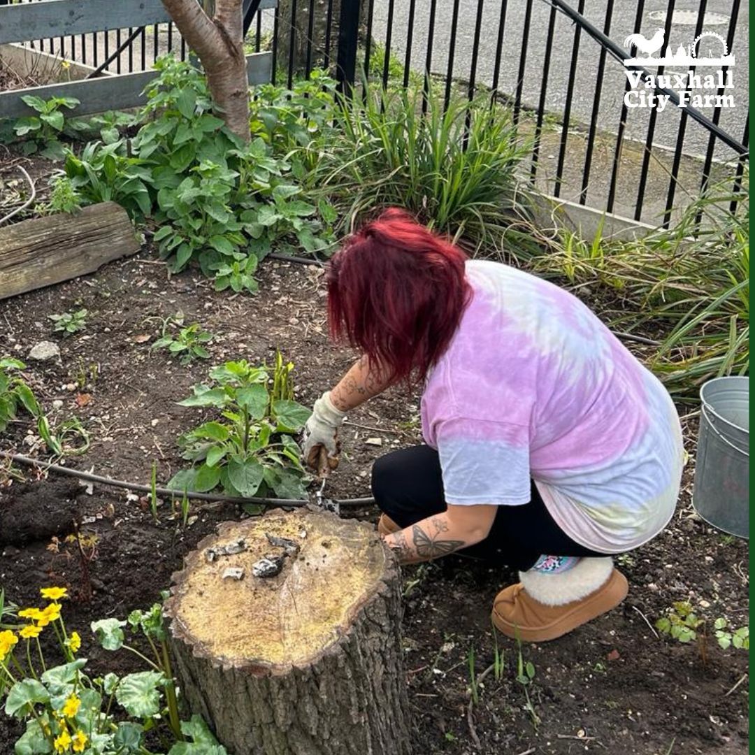 VauxhallFarm's tweet photo. A fantastic opportunity for adults to meet others, spend time outdoors and learn new skills for FREE!
Register Here: https://t.co/Ti2kLDZF57
#VauxhallCityFarm #CommunityGarden #Gardening #Gardener #GardeningClubs #Nature #LocalGroup #LQBTQ+ #InclusiveCommunity #lambethallies https://t.co/9g9TaRwO2I