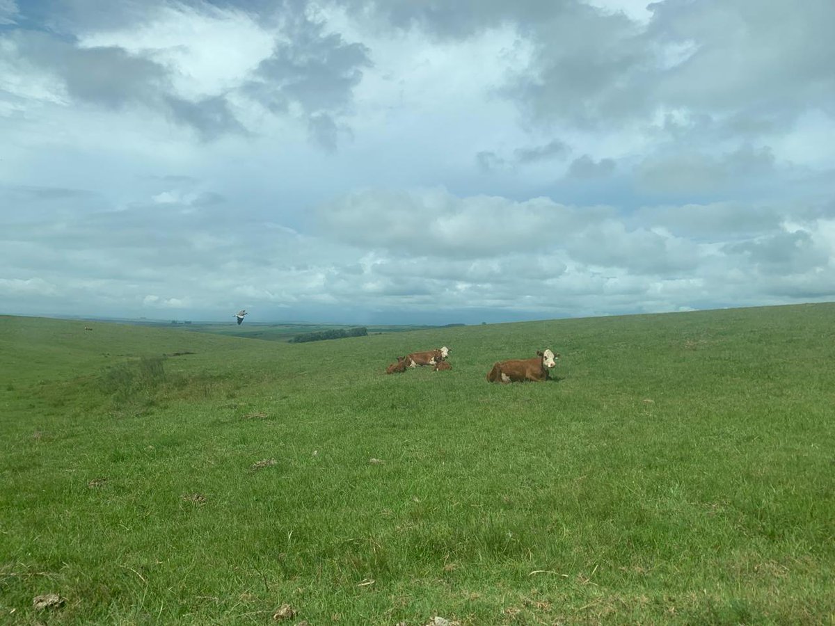 LinggoHQ's tweet photo. ¿Te interesa comprender, proteger y conservar 
 a los pastizales? 
¿Querés trabajar en estas oficinas al aire libre de Argentina, Uruguay y Brasil?
¿Conoces sobre biologia de suelo o artrópodos?

Esta beca doctoral es para vos....

https://t.co/57vzN1EbtG https://t.co/1ZzHBvNRJr