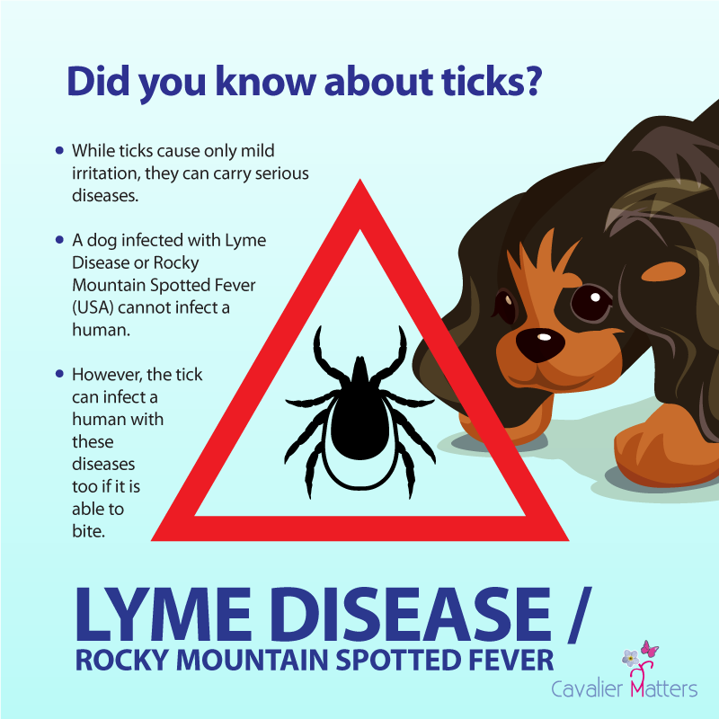 Check your dog DAILY for ticks Remove safely bluecross.org.uk/advice/dog/tic… There are many effective natural preventative treatments, sometimes chemicals might be required but we would avoid Isoxazolines [covered by the FDA seizure warning]. #savingliveseveryday #dogsoftwitter