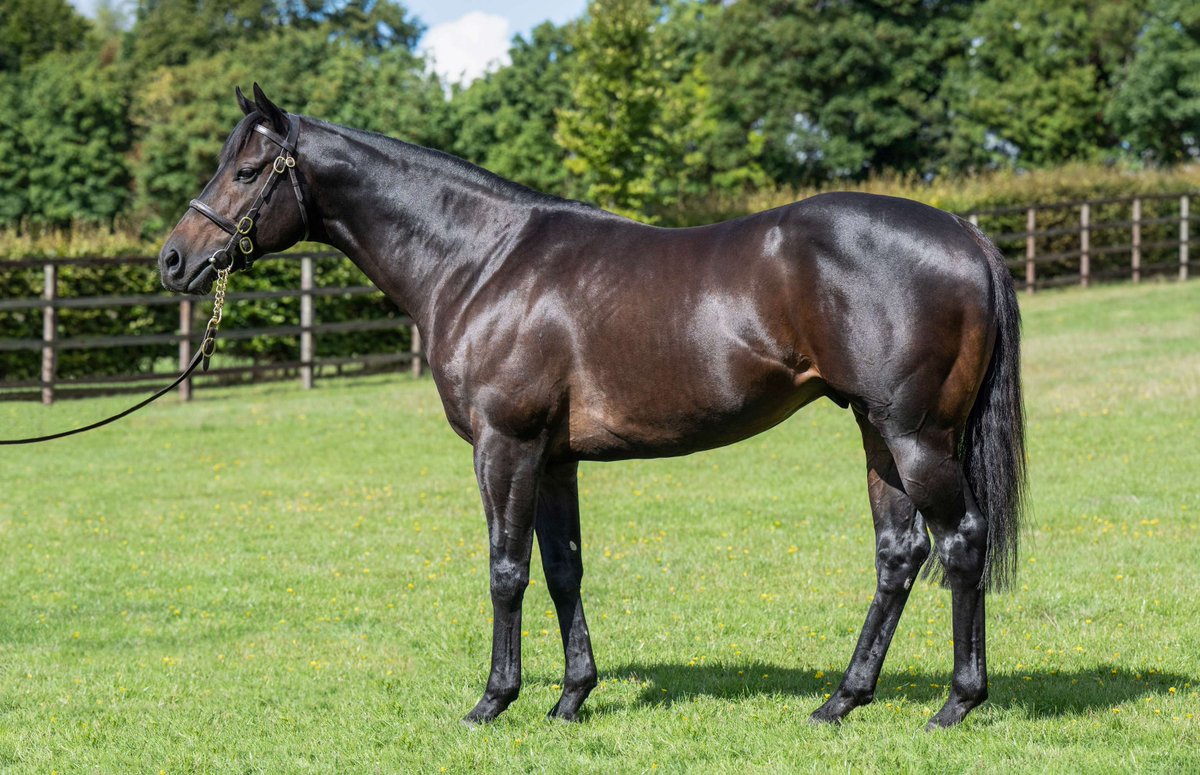 “We bought A’Ali @BrzUPs & we are keen to support the stallion. This foal had a great attitude, great outlook, strength, very good mover. He looks a horse who will run.” Matt Coleman @StroudColeman, re: 55,000gns A’ALI foal x Maureen 🟡🚀⚫️#AALI #RoyalRocket