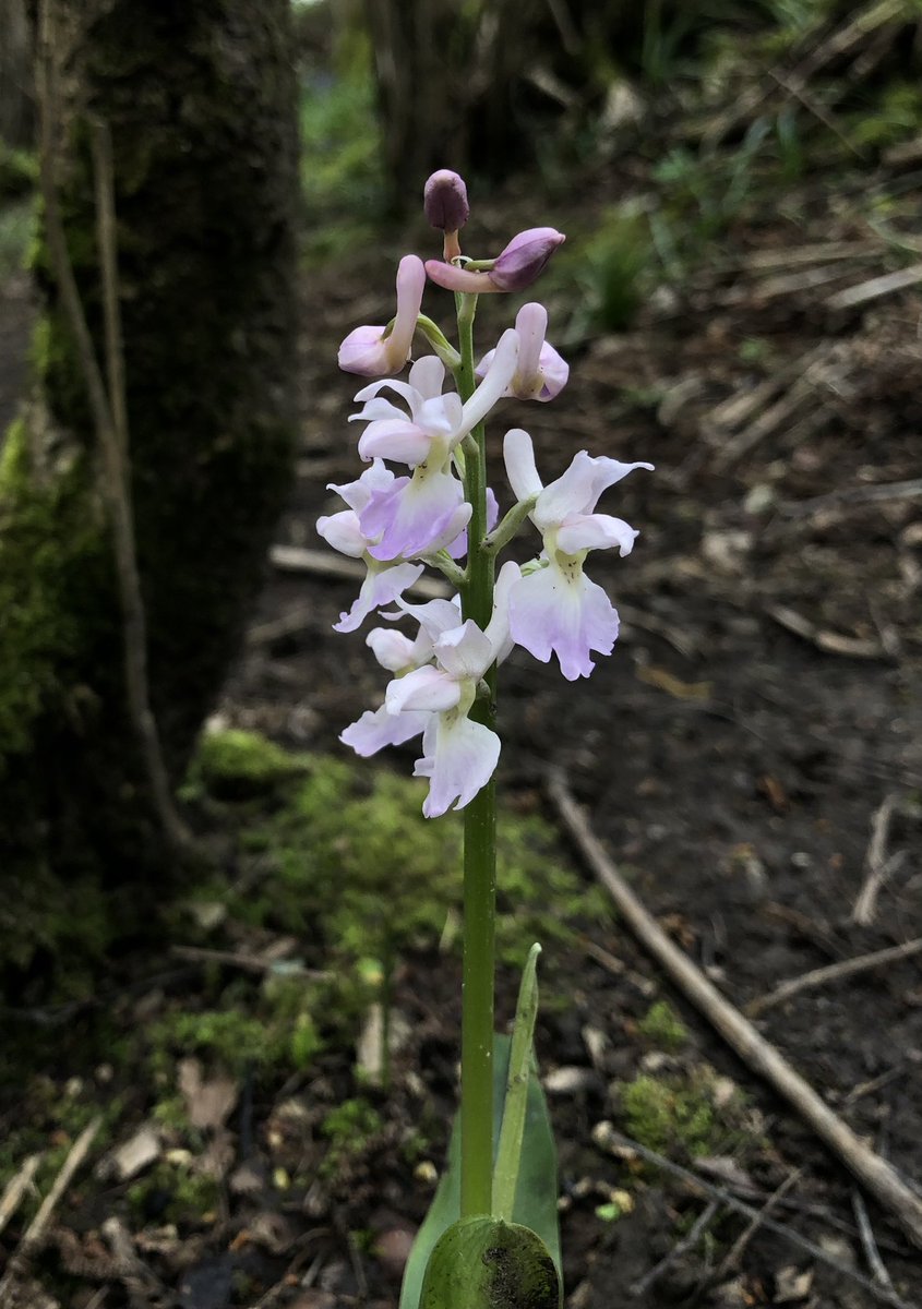 Went to check on the “Early Pink” in a local wood and it was an even paler Orchis mascula. @ukorchids @BSBIbotany
