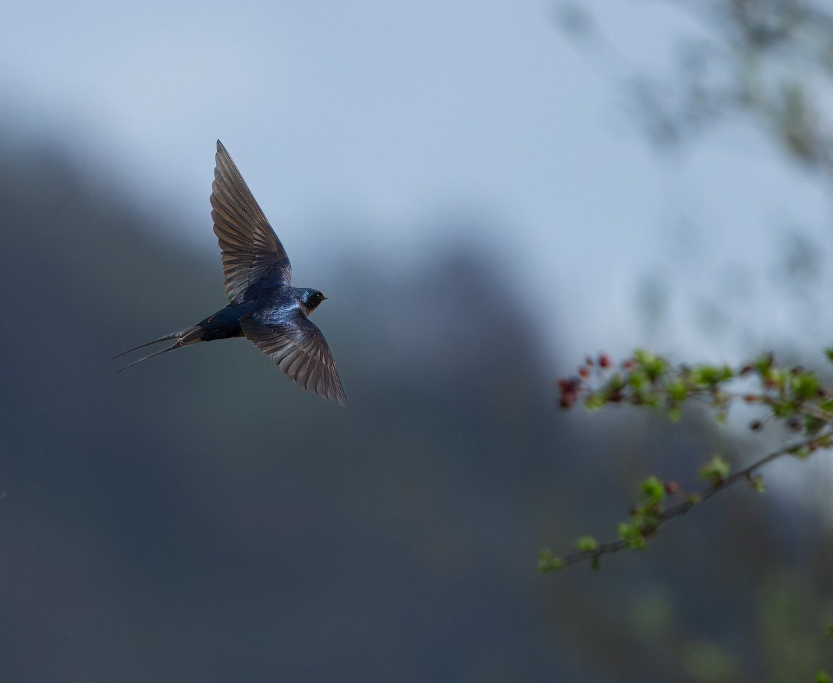 Yayyy! Our #swallows are back from Africa 🥳 Spent the best few hours watching these guys. They move like ⚡ Nearly 3000 images to find a few in focus 🤣🙏 #happydays #TwitterNaturePhotography #ThePhotoHour @VisitLochLeven @Natures_Voice