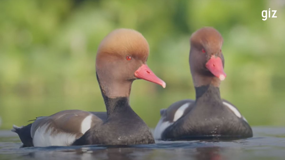 Locals say that Sirpur Lake is the soul of Indore. 🇮🇳 This urban #wetland is an important habitat for numerous bird species, making it a highly productive ecosystem. Learn why we support citizens in preserving it. 🎬 youtube.com/watch?v=VsErUb… @BMUV