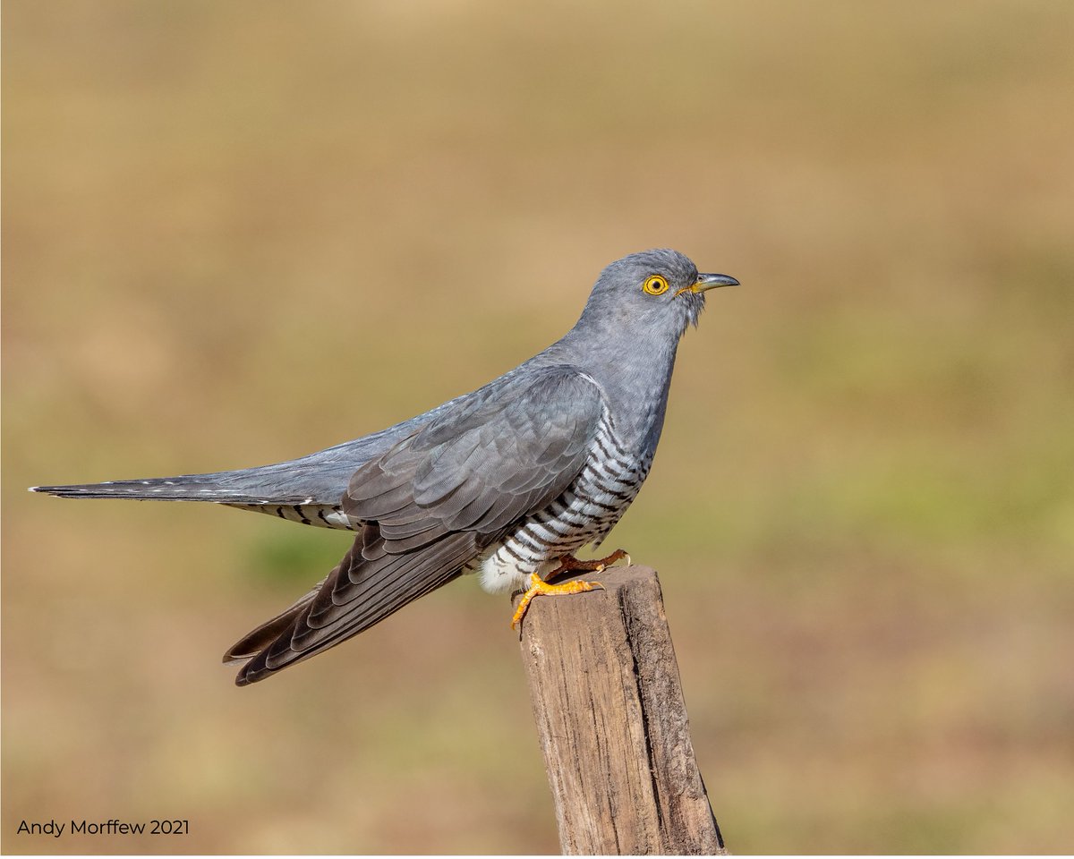 Look out for the Cuckoo as we head into Spring 🪶and submit your recording www2.habitas.org.uk/records/home Citizen Science data is important to help track and understand the cuckoo. Check out the @_BTO Cuckoo Tracking Project for more information on cuckoos shorturl.at/fCFK8