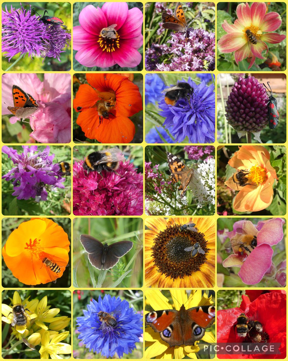 P is for Precious Pollinators 🐝🦇🐞🦋🪰🐝….what would we do without them #AlphabetChallenge #WeekP 🐝💕🌼💕🐝