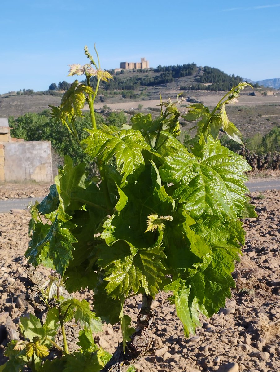 Las vides de San Vicente, crecen por momentos...