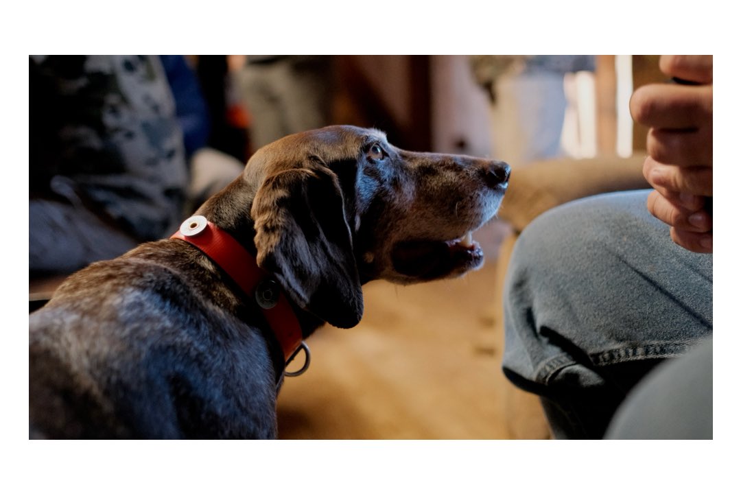 MusaVisual's tweet photo. "Pointer Sister" 

Three things in life are certain: we will pay taxes, we will die, and if there's a dog anywhere near me on a shoot, I'm taking photos of it.  

HAVE CAMERAS | WILL TRAVEL 

📷: @fujifilmx_us XPro-3
🔍: Fuji 23mm f/1.4 WR 

#gsp #monday #TaxDay2024 https://t.co/F06IONDN3K