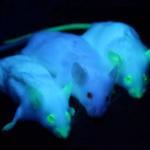 Photo by Journal of Clinical Genetics and Heredity (@clincgenetics)