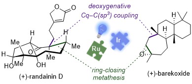 Our total synthesis of (+)-randainin D and (+)-barekoxide via photoredox-catalyzed deoxygenative allylation is now out in @J_A_C_S. You can find the article here: pubs.acs.org/doi/10.1021/ja…
#TotalSynthesis