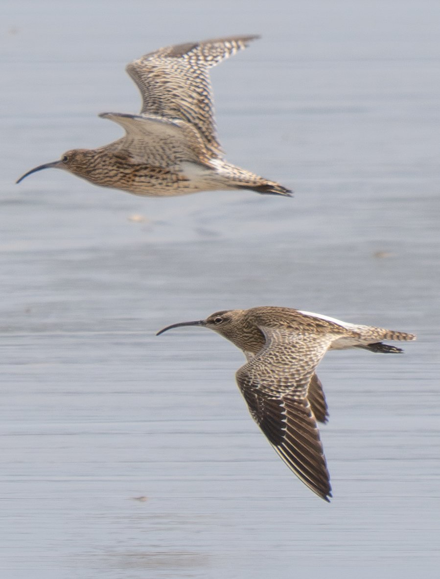 Whimbrel with the few remaining Curlews (about 8) @ Connah's Quay, Dee Estuary, this morning