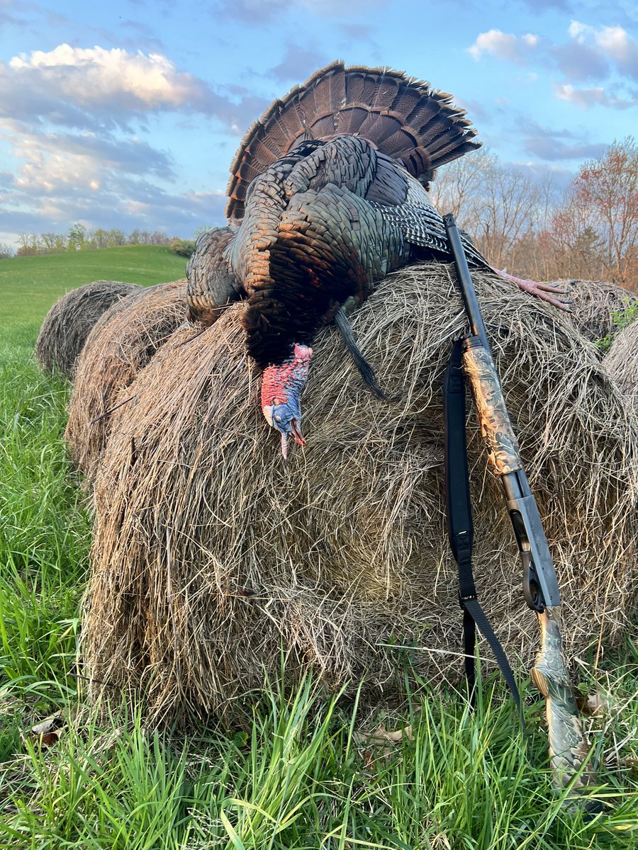 Three toms came in gobbling, the last tom was strutting.  I waited until 20 yards and shot the last tom.  Wow, it happened fast like yesterday in the youth hunt.  #almostheaven 
20 lbs 11 oz
9 in beard
1 in spurs