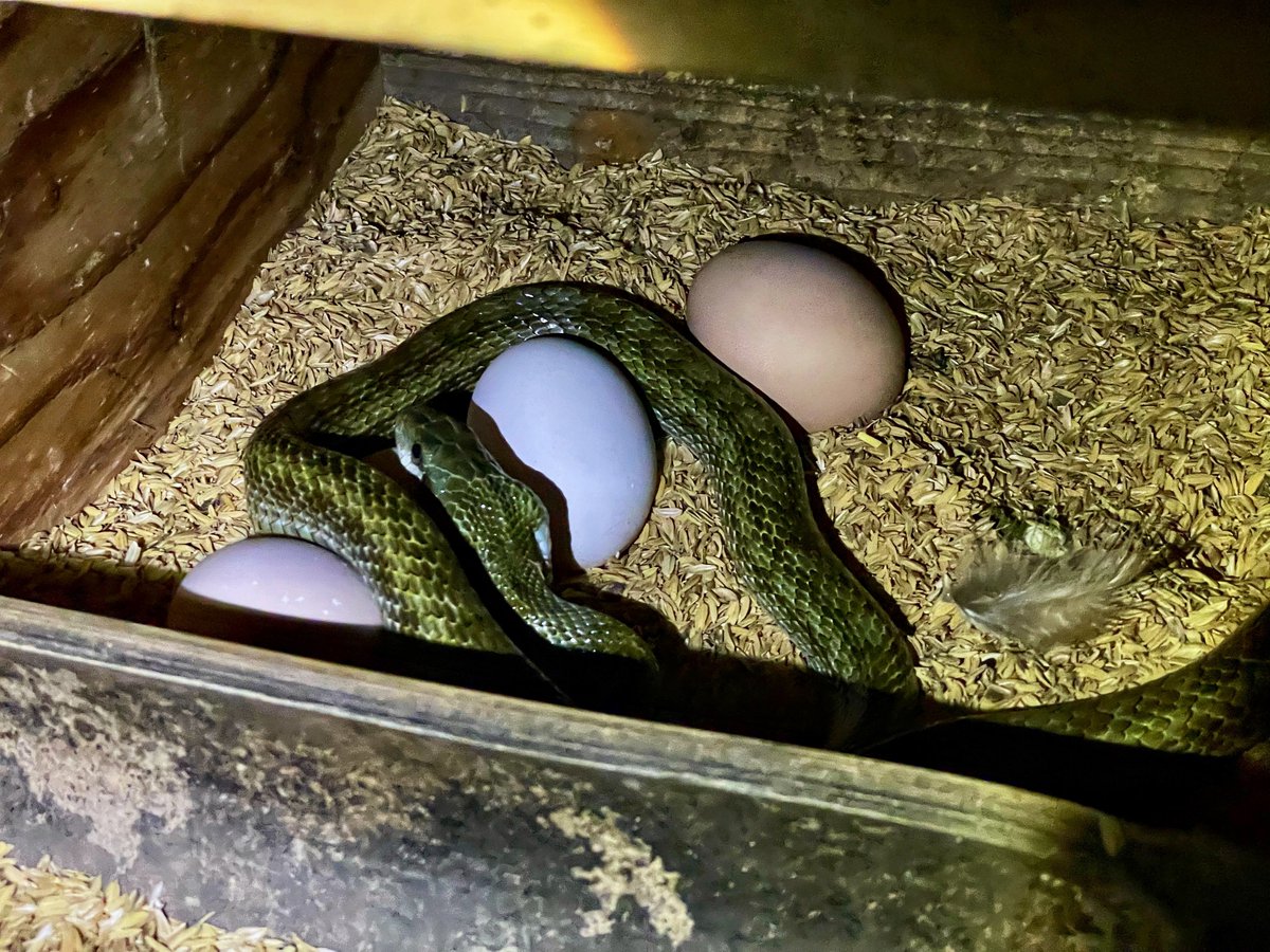 Surely it’s spring when it’s warm enough for snakes to start eating eggs in the coop.