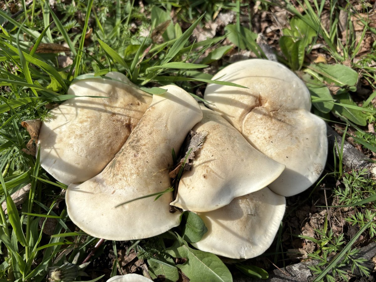 Time spent in nature is never wasted #MushroomMonday #Fungi