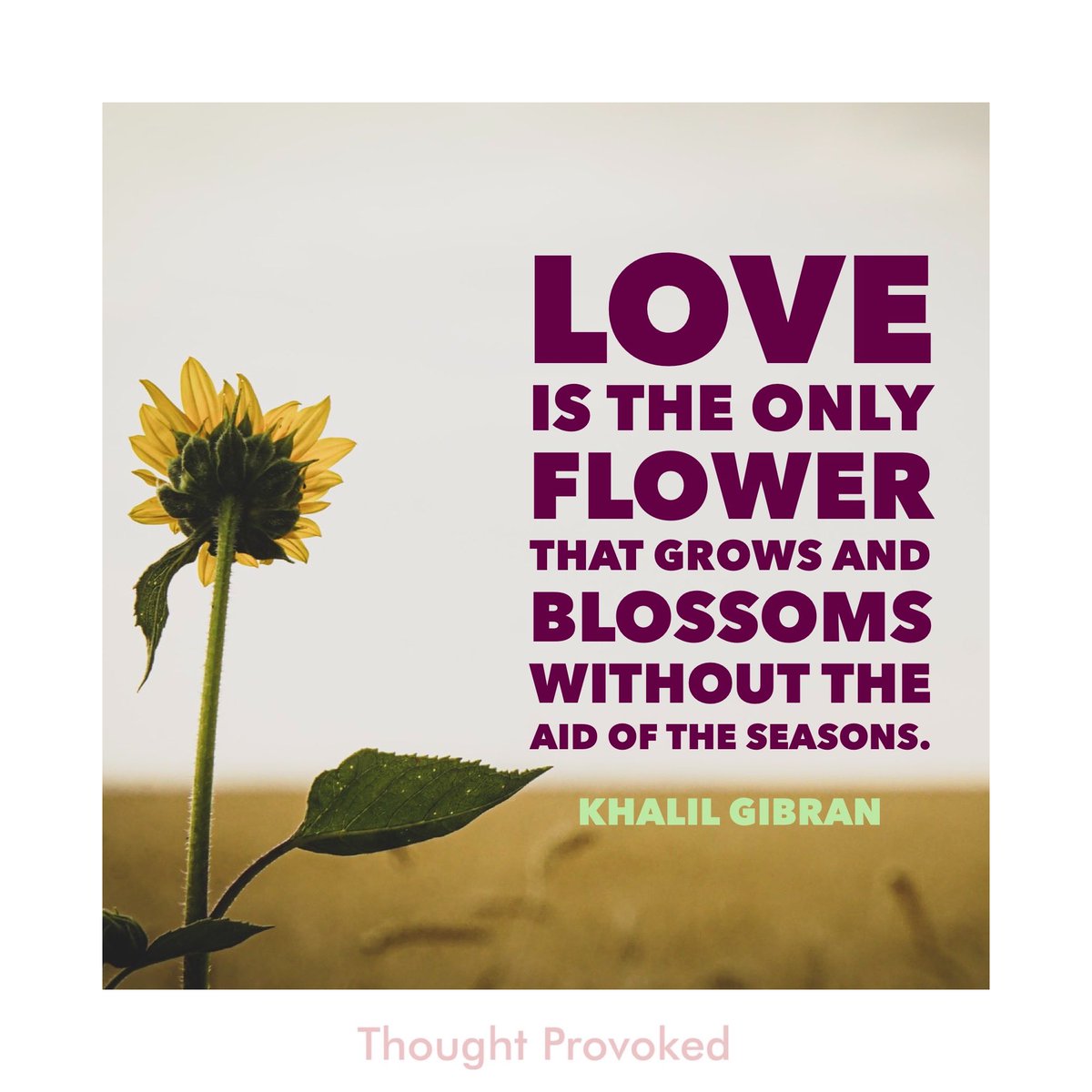 Love is the only flower that grows and blossoms without the aid of the seasons. #MondayMotivation