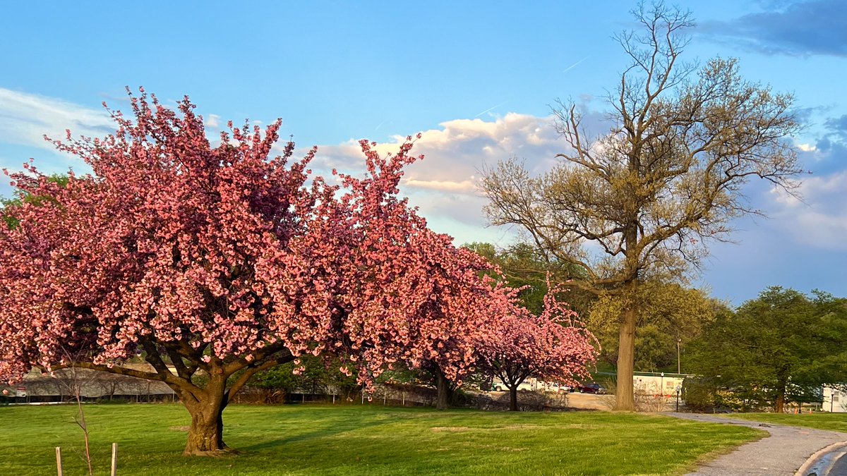 Good morning 🌞 Baltimore. This morning’s sunrise brought to you by the letter “P” for all those blossoms out there.