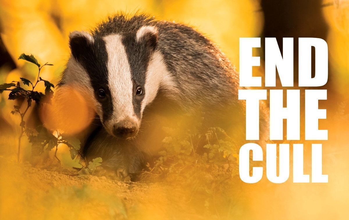 The current UK government’s slide into backtracking on a promise to #EndtheCull seems a political tactic to meet particular interests Don't allow our native wildlife to be used in a political game, please stand up for what's right > buff.ly/49cSmJV #BadgerMonday