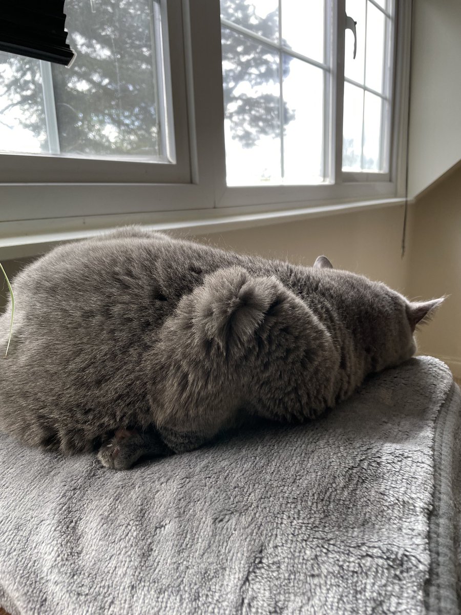 Anyone else’s cat sleep like this? That’s a surefire way to get a dead leg #CatsOfX