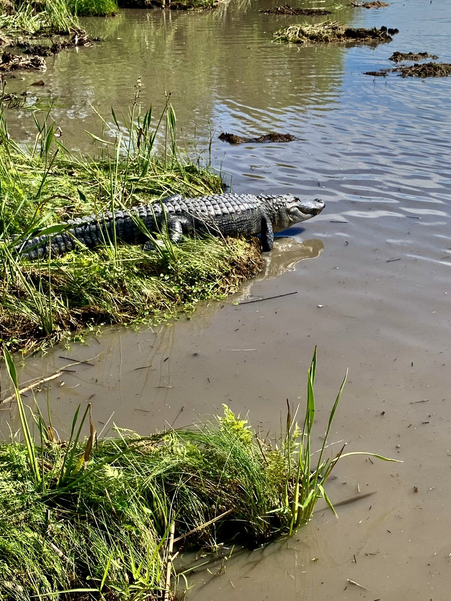 This pic just says Monday to me 😀 couple years ago Lafayette Louisiana. #naturephotography