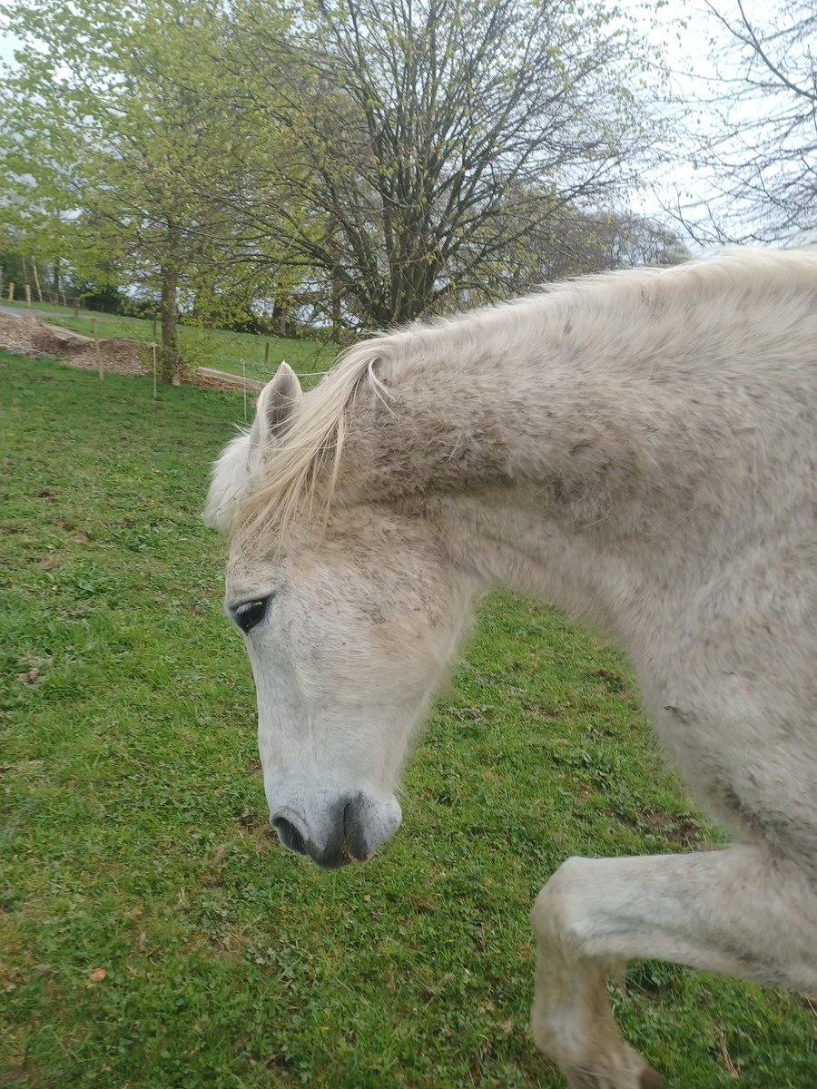 Hard to believe this guy is 27 years old! I've owned him since he was turning 10 years old and I had just moved from Ponies to Juniors 🐎