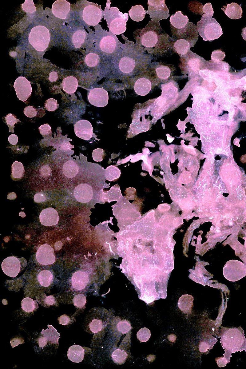 eveinrabbithole's tweet image. Gm 🌺
Starting the week with the very first piece that I created for #revivere #avaxart