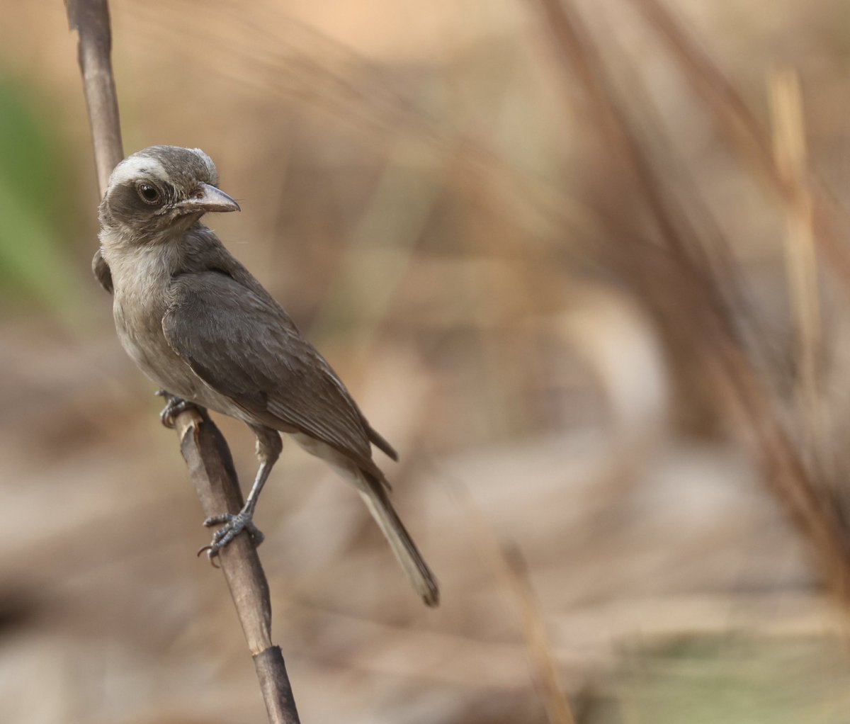 This image of a Common Woodshrike (#BirdsSeenIn2024) was taken in the dry forests of northern Cambodia showing well its brown upperparts, white below, dark facial mask, pale supercilium and hooked bill [BirdingInChina.com].