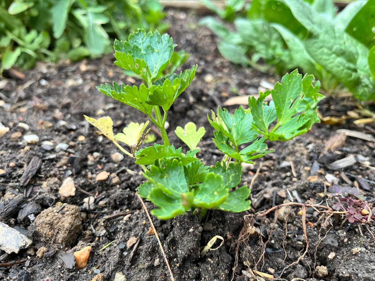 Our first year growing celery! So far, so good. Get the humus ready.
#homegrown #freshvegetables #kitchengarden