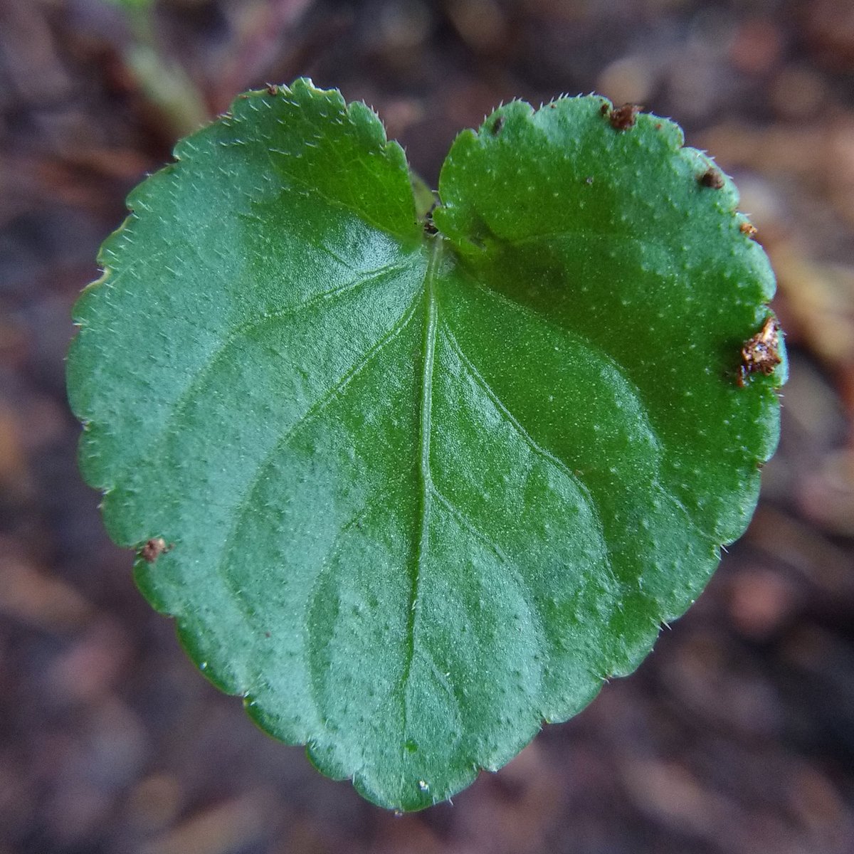 The 💚-shaped leaves of Fioled Gyffredin are the foodplant for caterpillars of the #PreciousPBFs. Although it's not a lack of the plant which limits this rare butterfly, it is another great reason to encourage it wherever it grows. #WildWelshWednesday montwt.co.uk/projects/preci…