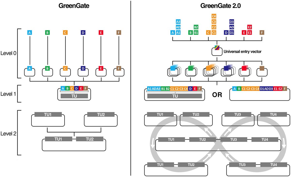 The GreenGate v2.0 plasmid set is now available as a kit from <a href="/Addgene/">Addgene</a> : 
➡️ addgene.org/kits/maizel-gr…
➡️to the paper: dx.doi.org/10.1371/journa… 
➡️ toa short 🧵: x.com/AlexisMaizel/s…