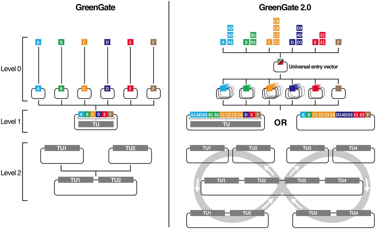 The GreenGate v2.0 plasmid set is now available as a kit from @Addgene : ➡️ addgene.org/kits/maizel-gr… ➡️to the paper: dx.doi.org/10.1371/journa… ➡️ toa short 🧵: x.com/AlexisMaizel/s…