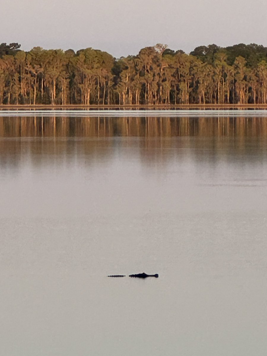 ajpierzynski12's tweet photo. Happy Monday!! #sunrise pic this morning. Little ๐out there waiting!!
#Gators #butlerchain @FoulTerritoryTV #NaturePhotography #nature https://t.co/uPzO0TUqPS