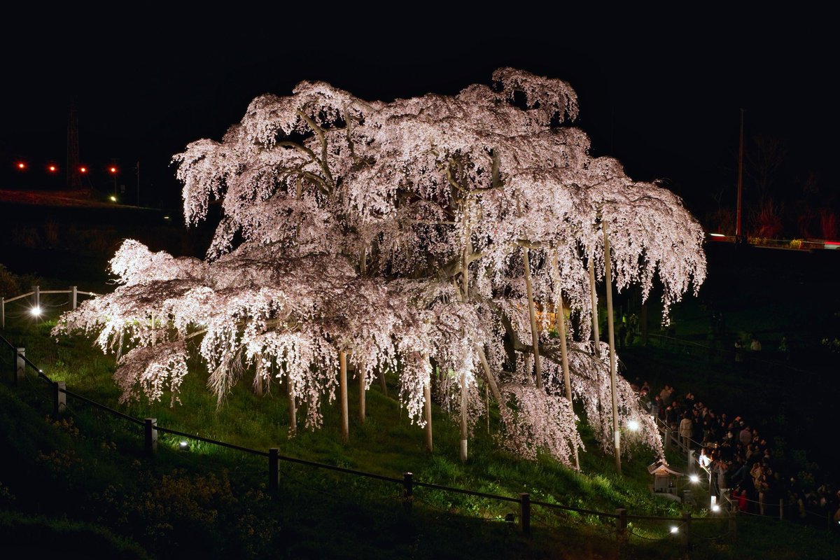 福島、三春の滝桜。 満開。今年も美しく咲きにけり。 交通手段は無料シャトルバスを使ったほうがいいぞ！ 4/13撮影です。