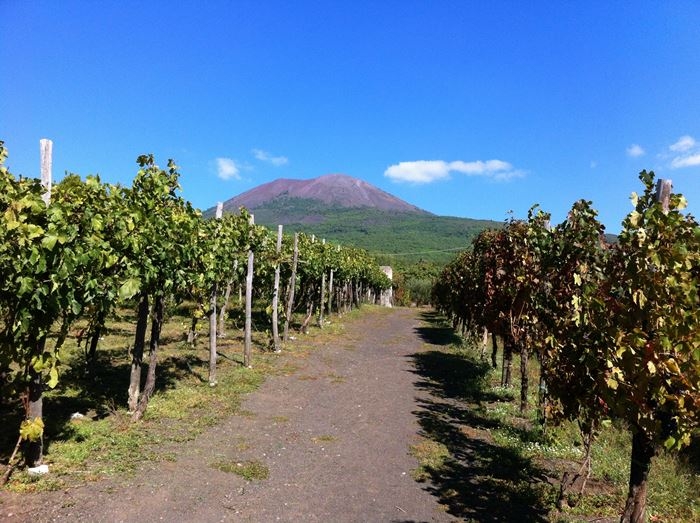 vinetur's tweet photo. Los “International Volcanic Wine Awards” elevan el perfil de los vinos volcánicos: Los International Volcanic Wine Awards revelan los secretos de los vinos volcánicos. https://t.co/u36KKPt5bm https://t.co/zSMgZlxkb4