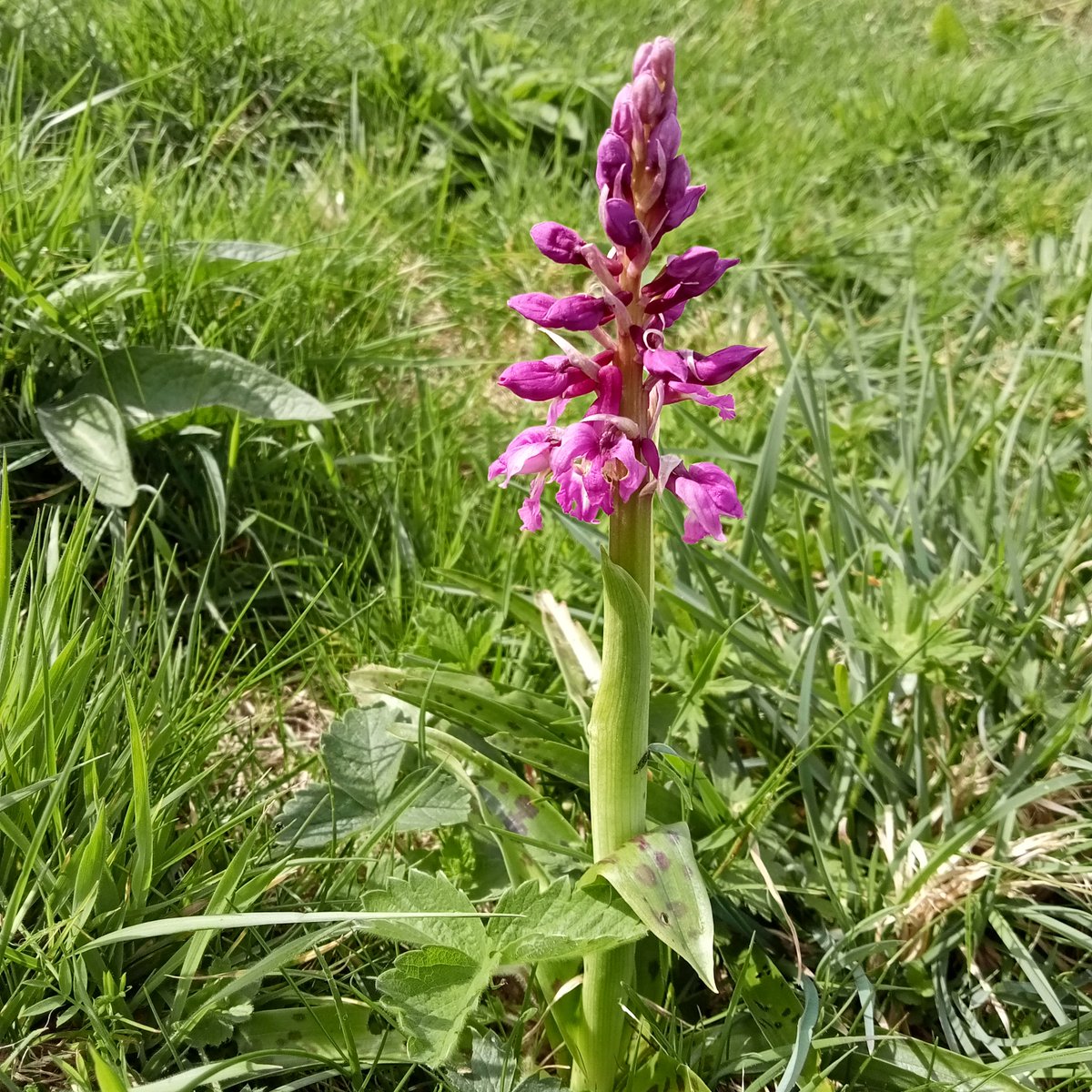 Get a load of this beauty 👉 Early purple #orchid have been spotted this weekend starting to bloom! 🪻🌱 Our wild orchids really only grow in the most pristine and well-managed #grasslands, #woodlands, and #wetlands - they're so important to protect 🌟