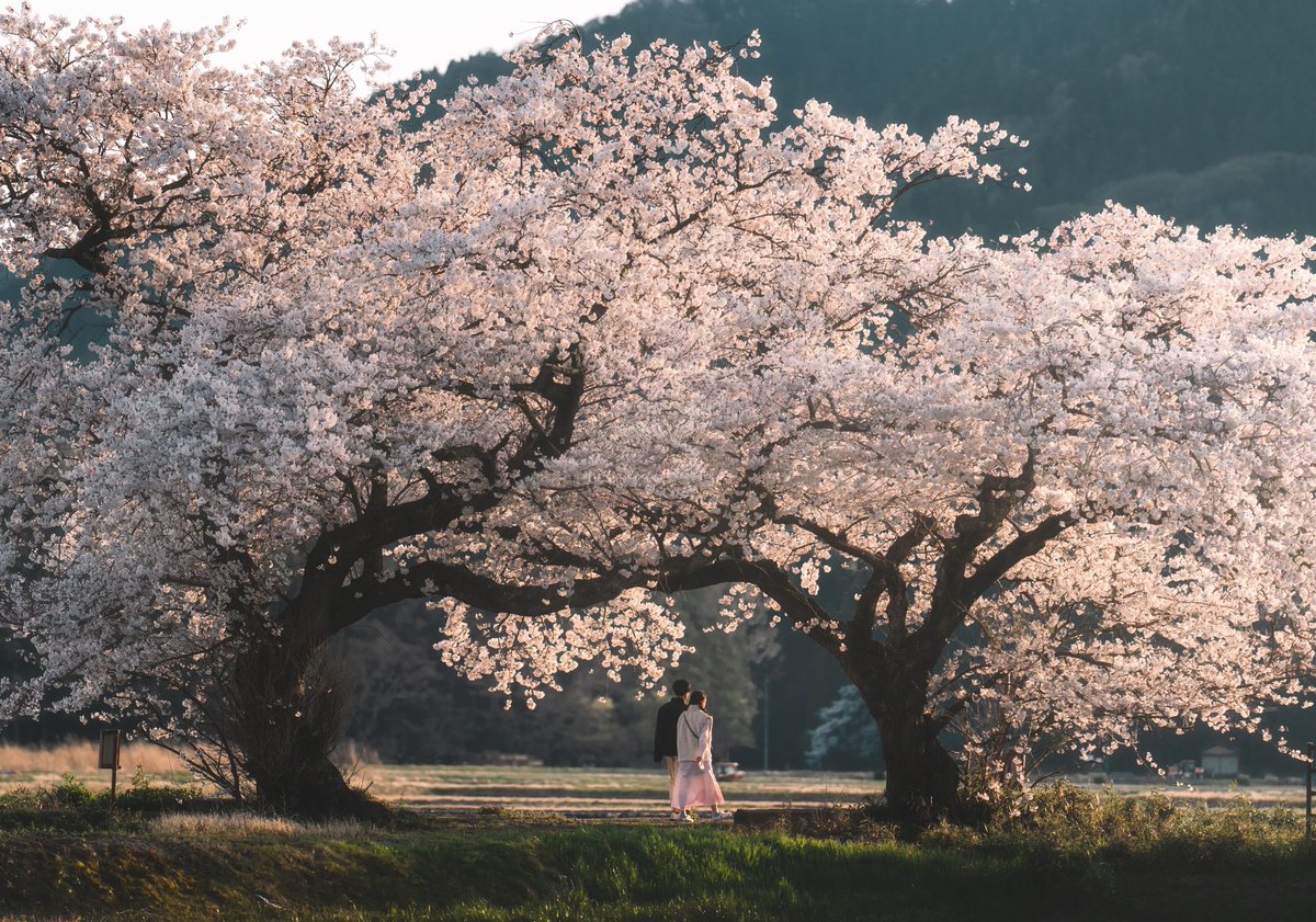 二人寄り添う夫婦桜

春は良いですな〜🌸