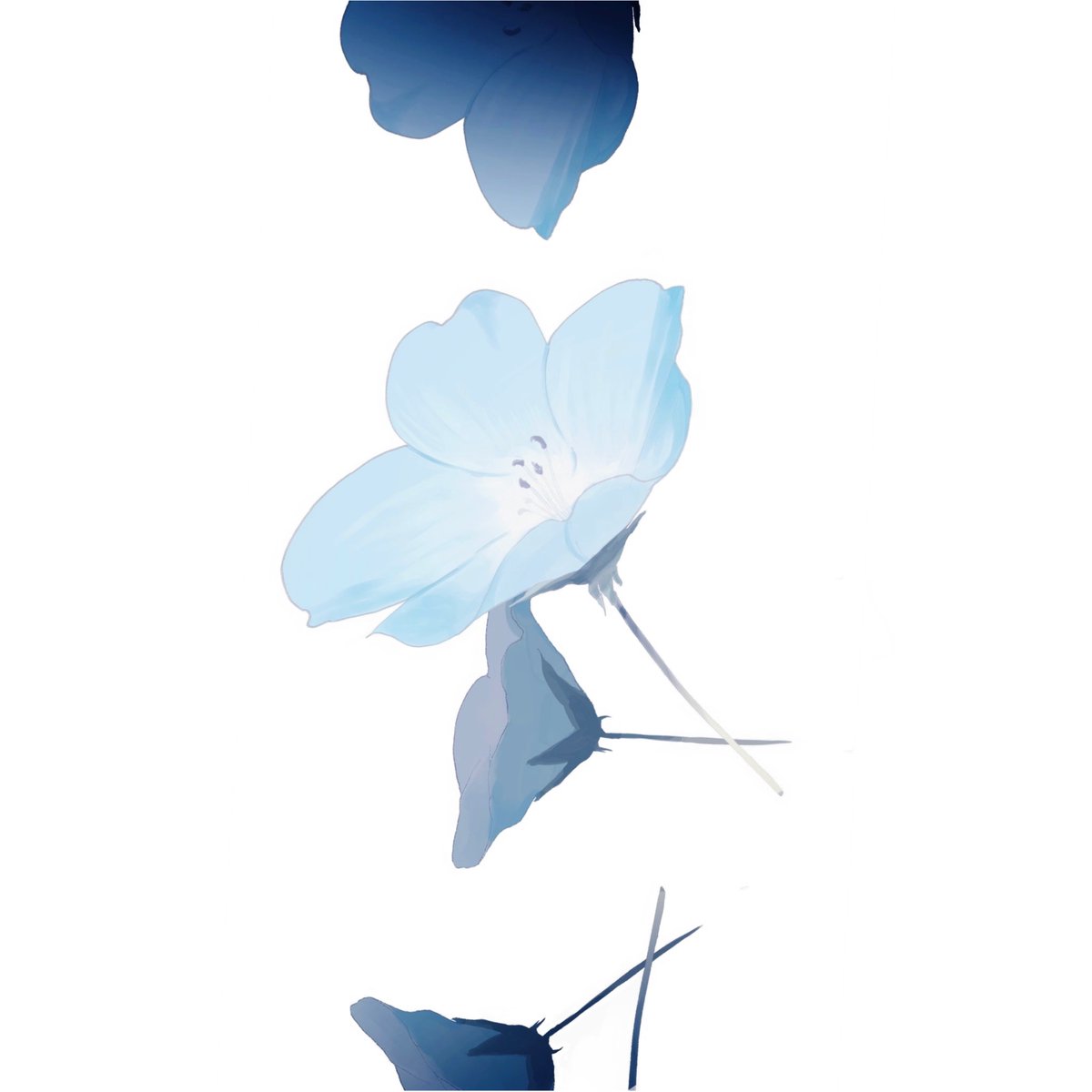 simple background white background flower no humans blue flower blue theme still life general  illustration images