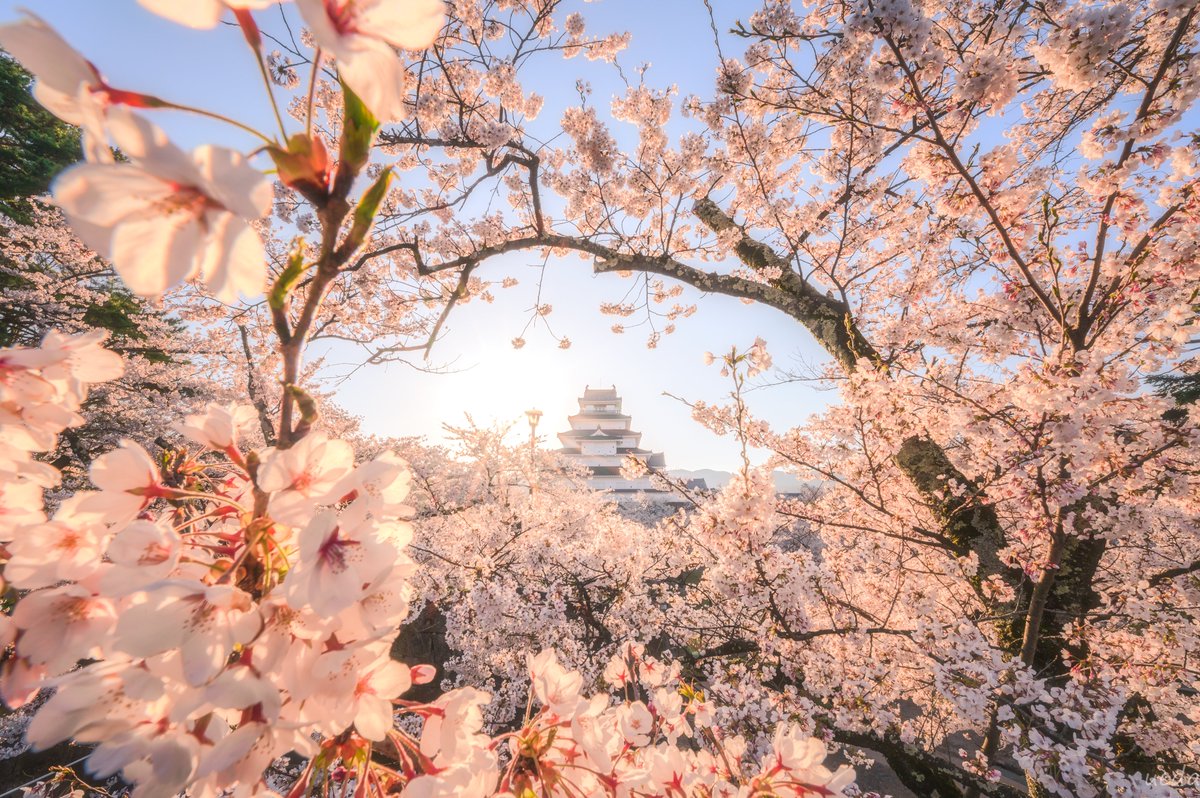 福島県会津若松市　鶴ヶ城の桜🌸
現在満開です！✨

撮影：2021年4月