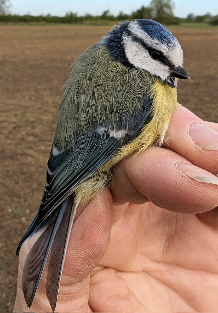 Yesterday's ringing site has something special about it because it is our best site for bird longevity. There were c100 Yellowhammers present. Old retrapped birds included one at 5yrs old, three at 4yrs old and two at 2yrs old. Also, a Blue Tit at 4yrs old and two at 3yrs old.