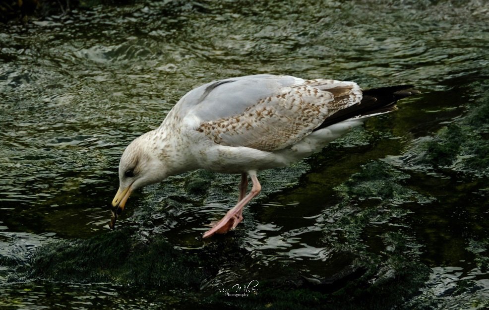 Watching a few juvenile herring gulls learning to hunt in the river at Boscastle #birdwatching #birds #birdphotography