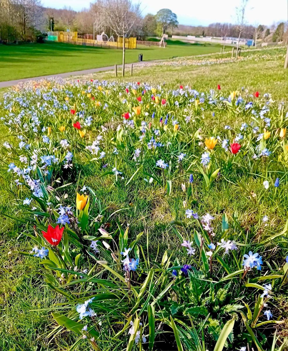 FriendsOrmiPark's tweet photo. Big thanks to @OrmistonBlooms @ELCouncil &amp; @OrmistonPrimary for all their hard work planting Spring bulbs in our park every year for the past few years, the park is looking wonderful! 🌷Photos = J Hansen. https://t.co/aOXj6Vqwxc