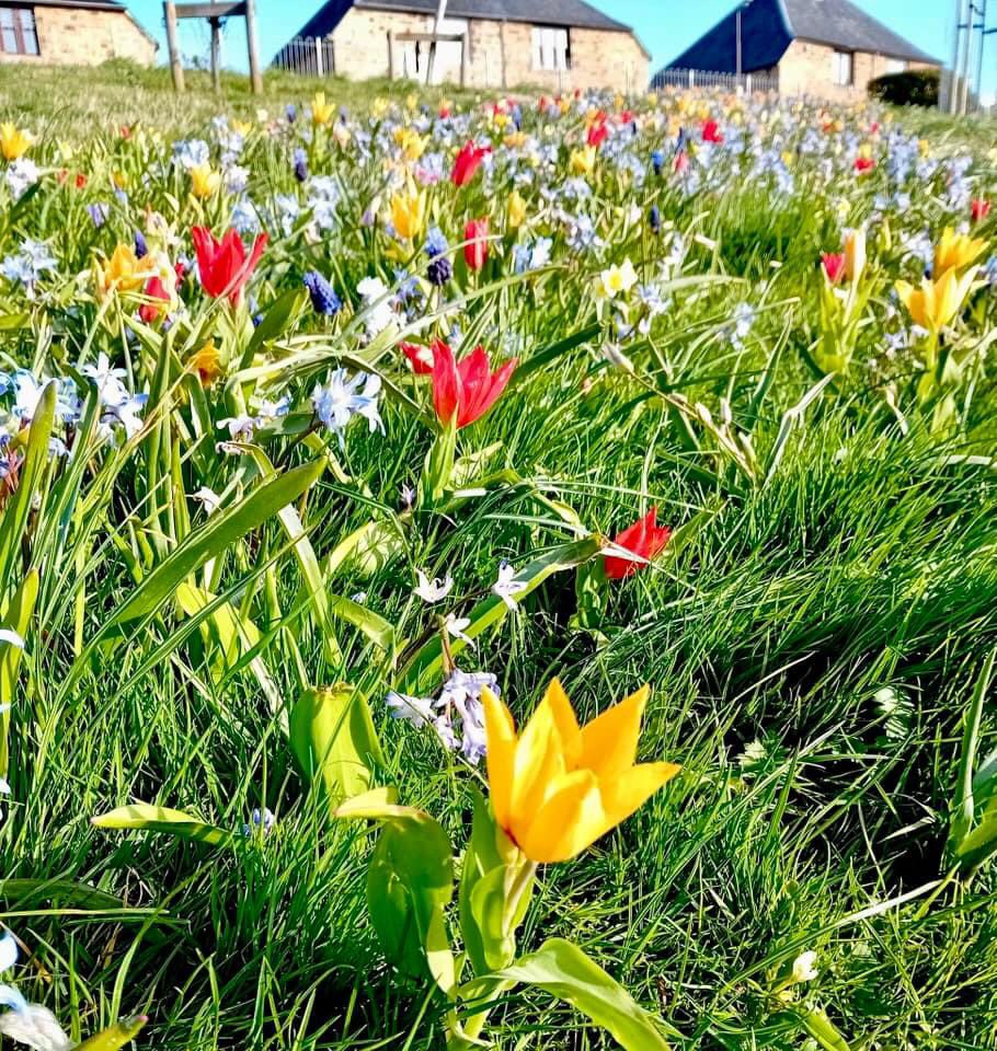 Big thanks to <a href="/OrmistonBlooms/">OrmistonBloomsTogether</a> <a href="/ELCouncil/">East Lothian Council - news and information</a> &amp; <a href="/OrmistonPrimary/">Ormiston Primary</a> for all their hard work planting Spring bulbs in our park every year for the past few years, the park is looking wonderful! 🌷Photos = J Hansen.