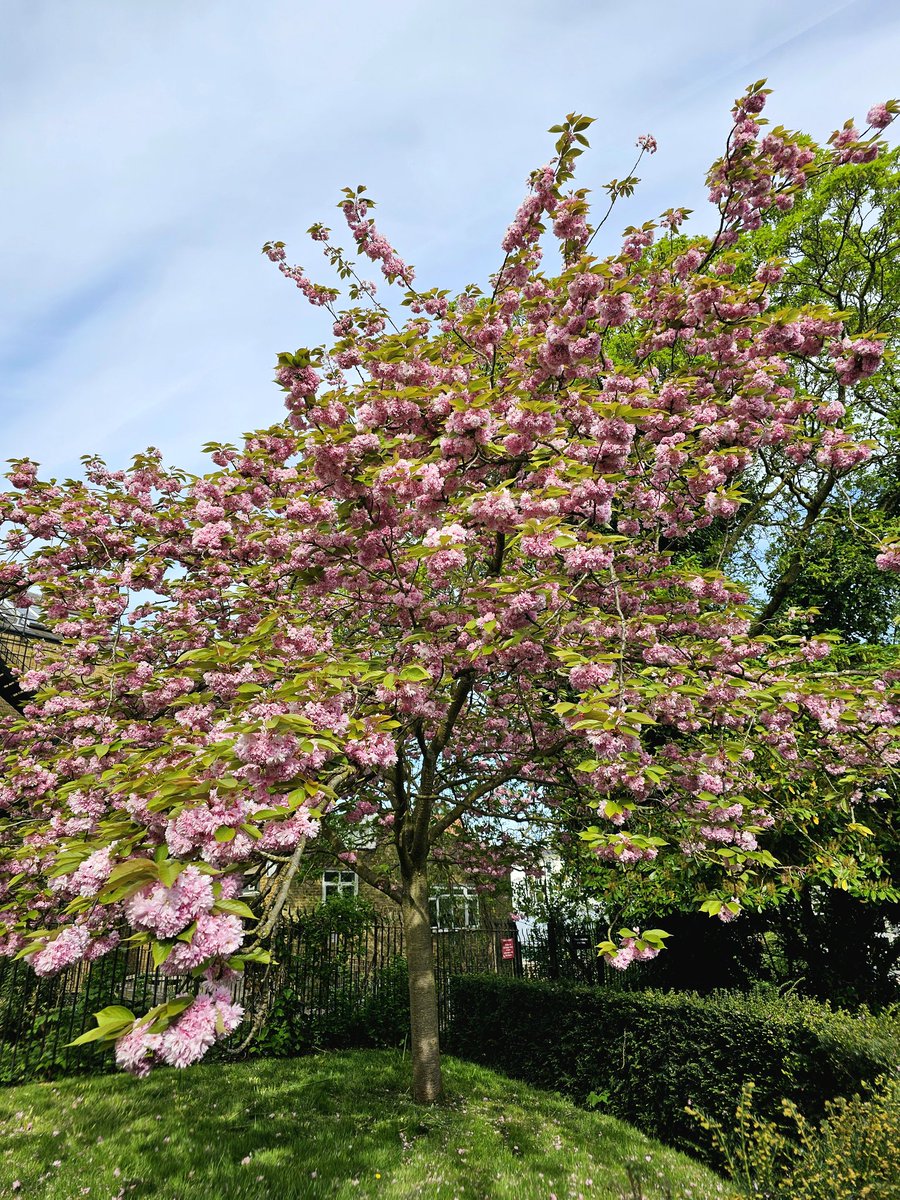 #Spring at The Broad Walk #regentscanal  #regentpark #london