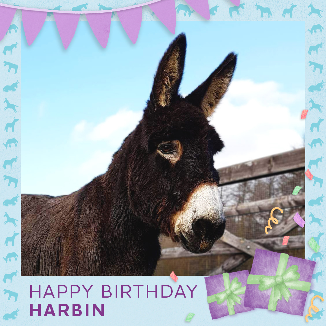 It's adoption donkey Harbin's 17th birthday today! 🥳